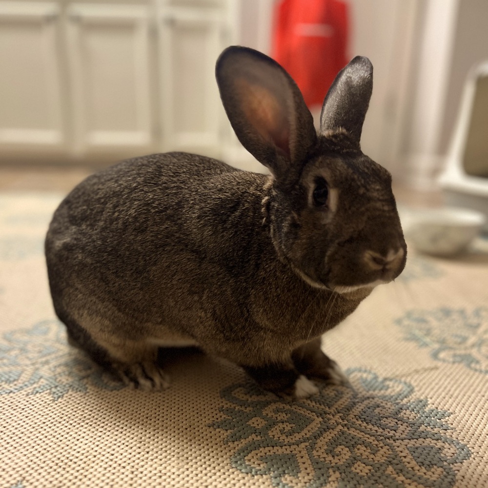 Meet Max! - Picture 2 of 2